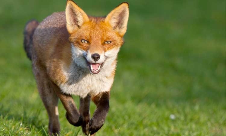 दार्चुलामा स्यालले टोक्दा तीनजना घाइते